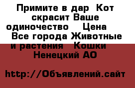 Примите в дар. Кот скрасит Ваше одиночество. › Цена ­ 0 - Все города Животные и растения » Кошки   . Ненецкий АО